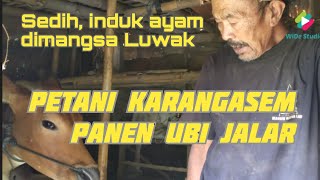 Obrolan Rakyat: Petani Ubi Jalar Kehilangan Ayam Dimangsa Luwak