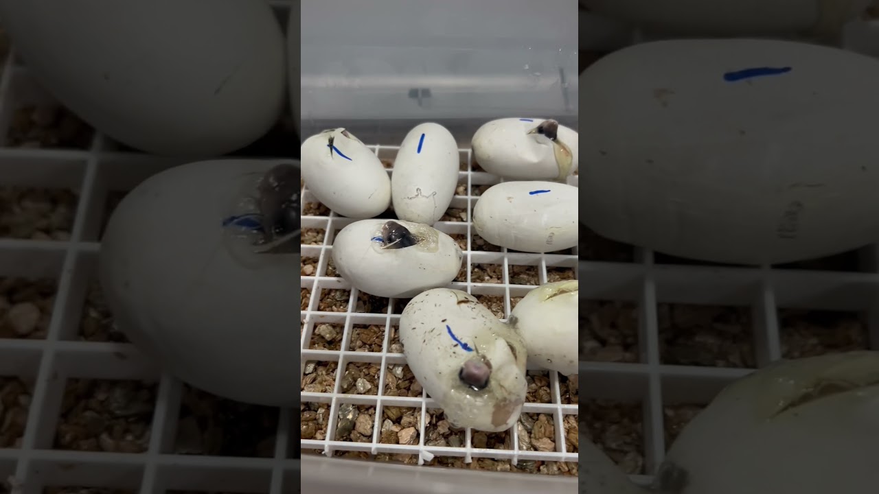 BABY COBRAS HATCHING! 
