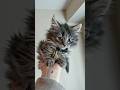 Cute and funny cats 🐈 Cuteness ❤️ #котики #catshorts #pets