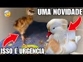 O filhote de Grou Não está com bem E AGORA ?! | Novidade marreco mandarim branco | Aves Recriar