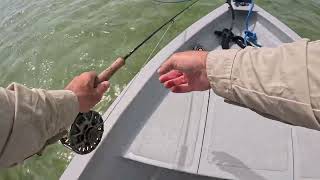 Fly fishing Milkfish 