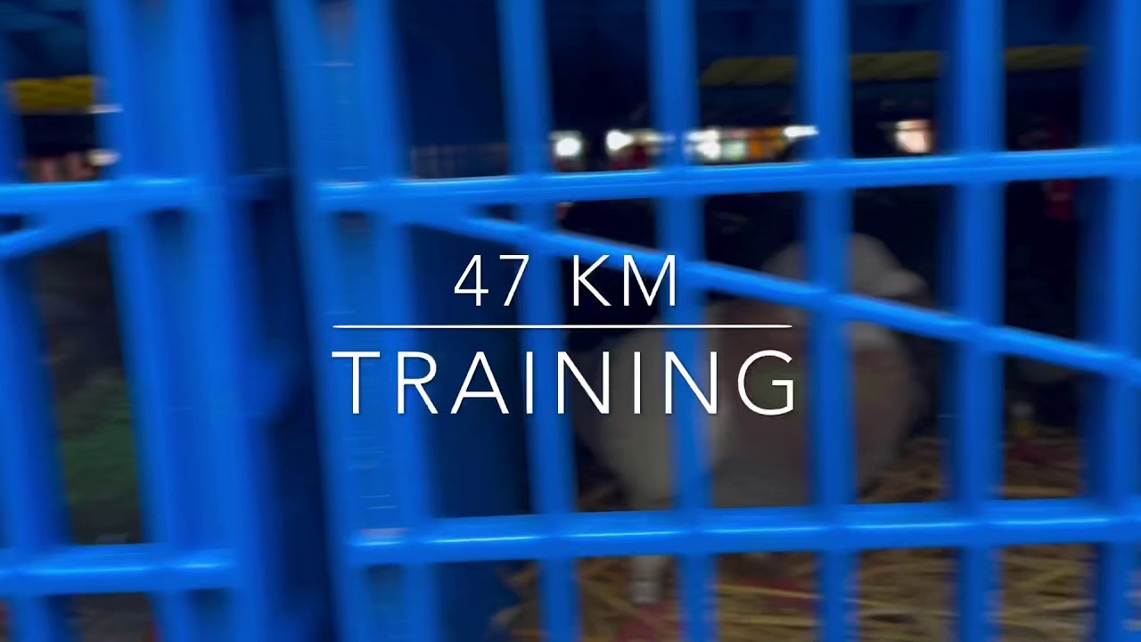 47km 114 racing homer pigeons training YouTube