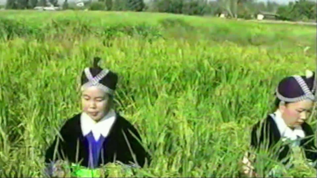 Tsabmim Vaj ua nyab kev deb