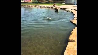 Zoe swimming at Wags Park