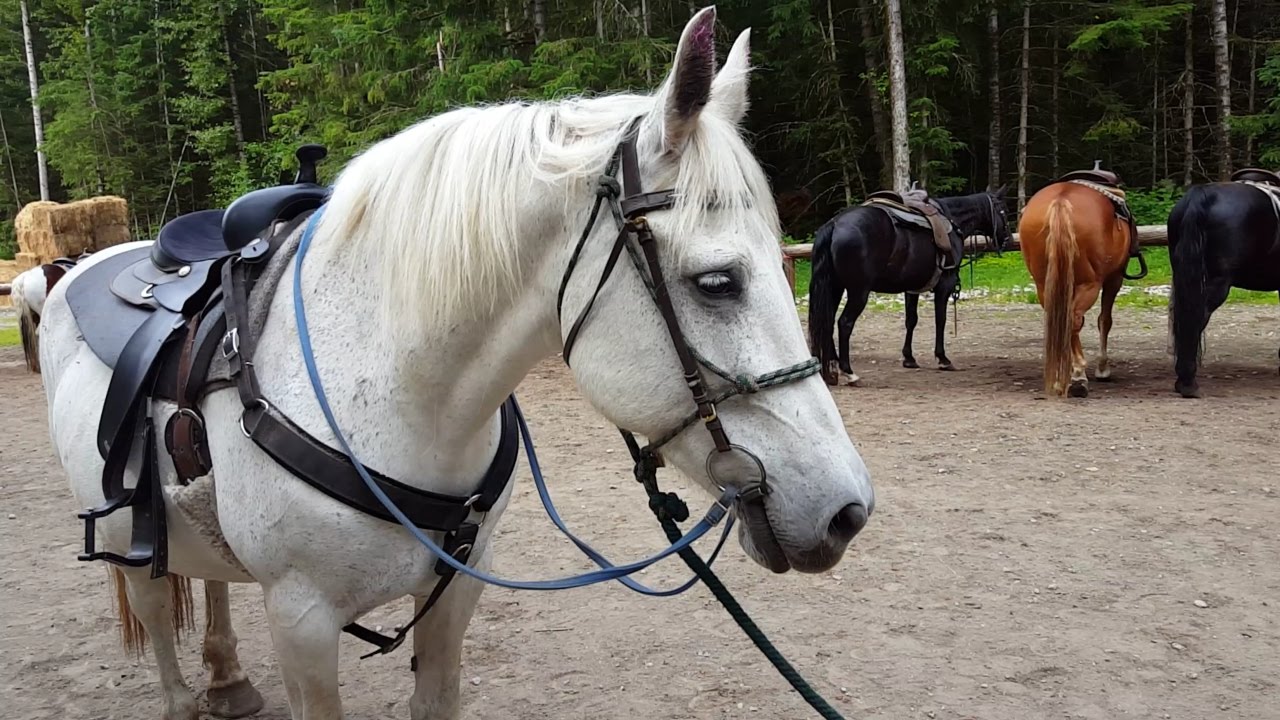 Horseback Riding In Skagway, Alaska (6.22.16) YouTube