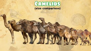 CAMELIDS  Size Comparison | All Species.