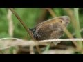 Panasonic GH4 in C4K (cropped HD version) - Butterflies in the UK