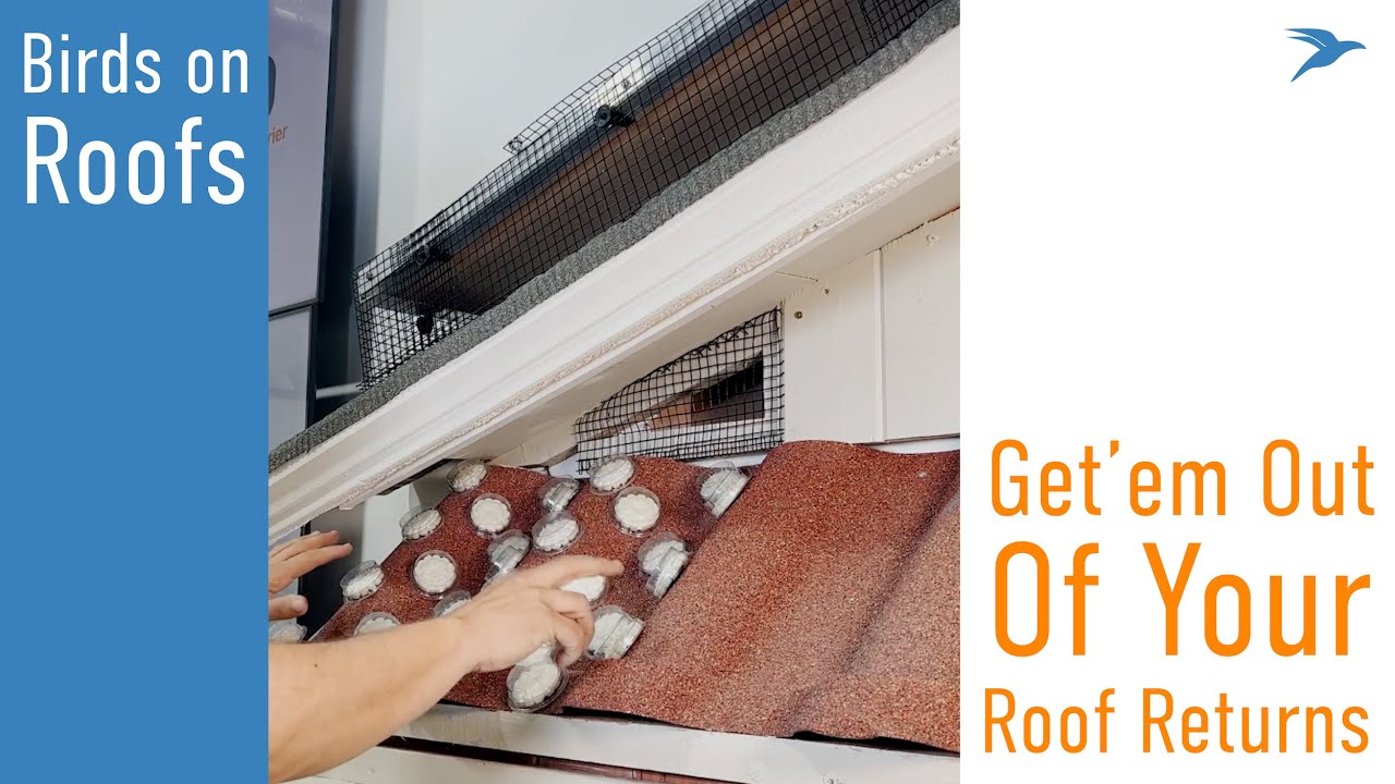 Solving Roof Returns: Using Bird Barrier's Solar Panel Mesh & Optical Gel