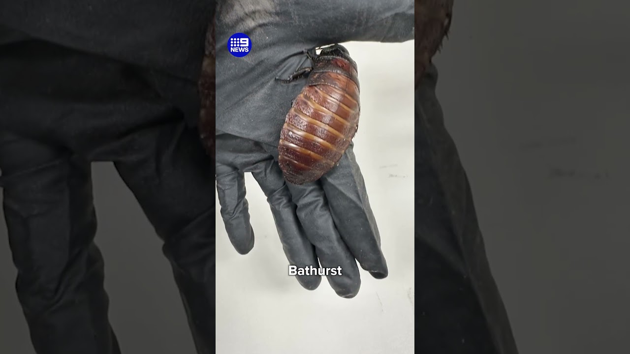 Massive seizure of exotic cockroaches | 9 News Australia - YouTube