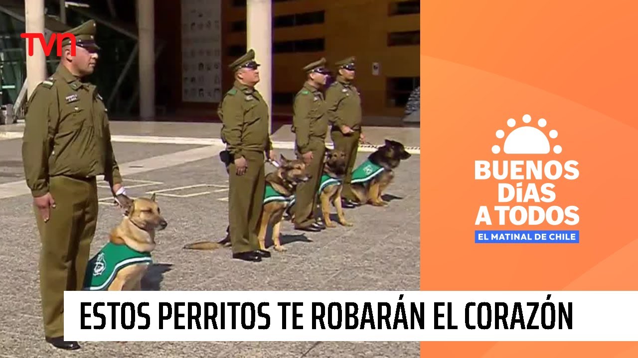 El Escuadrón Canino de Carabineros nos sorprende con sus grandes habilidades  | Buenos días a todos