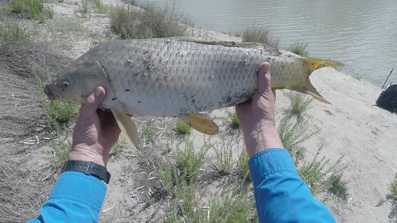 Spring Carp fishing at Katarapko Creek #carpfishing #carp # ...