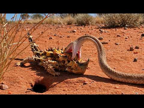 A Strange Lizard Tricks a Snake With Its Fake Head