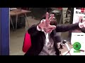 LA ZANZARA [RITORNO AL PASSATO] 06/03/2018.