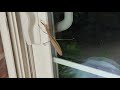 Praying Mantis doesn&#39;t want to let me inside