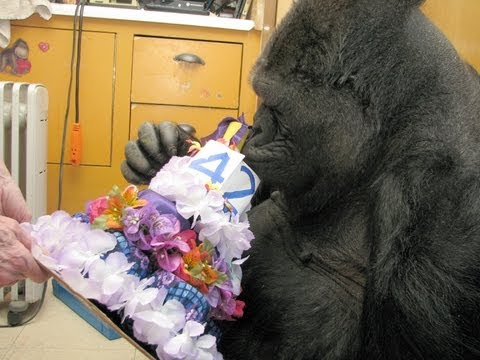 Koko's 42nd Birthday (July 4, 2013)
