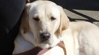 How Guide Dogs for the Blind helps visually impaired TriMet riders navigate transit