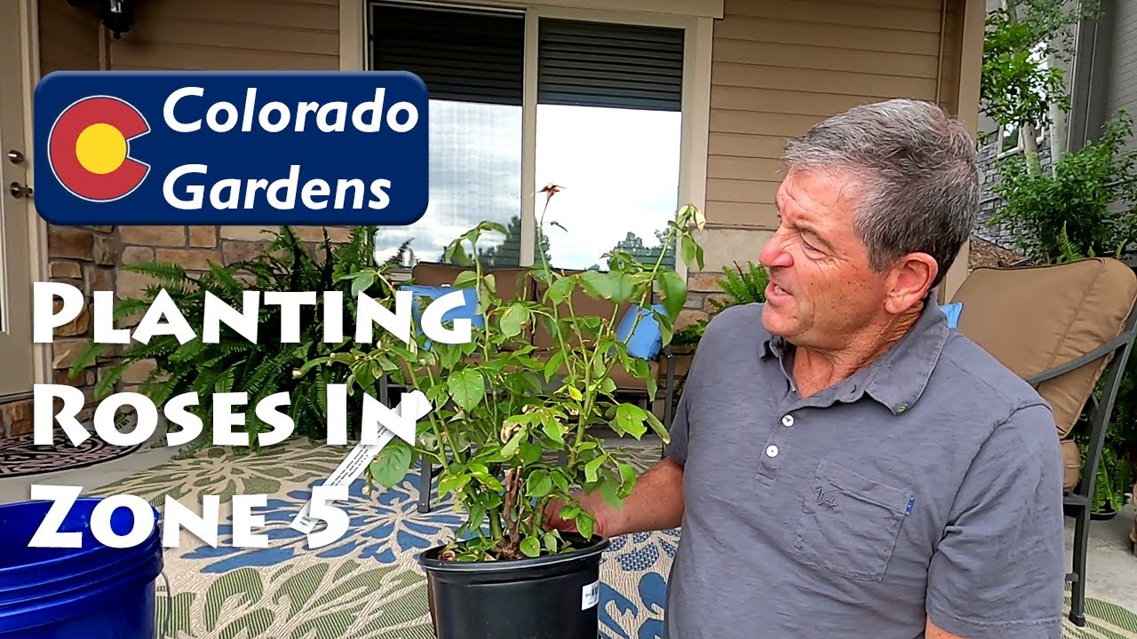 Rose Planting in USDA Hardiness Zone 5 Like Here in Colorado YouTube