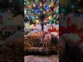 聖誕夜的最後,讓心跟著貓咪一起降落 💤 The perfect way to end your Christmas night 🌙 #SleepingKappa #收心 #放鬆音樂 #助眠