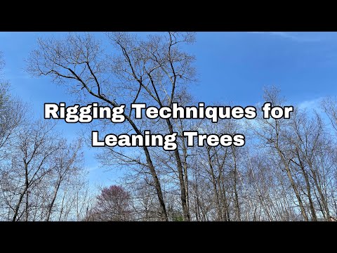 A Discussion on Arborist Rigging Techniques for Leaning Trees thumbnail