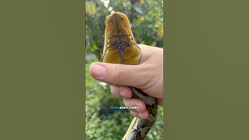 バリ島で一番クレイジーなパイソンレスキュー！🇮🇩