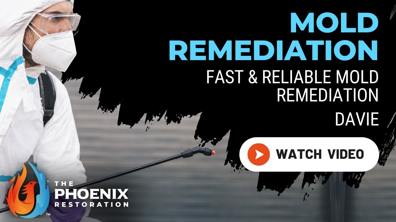 Mold Remediation Davie FL | 954-866-8408 | The Phoenix Restoration 