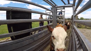 Farm to farm traceability