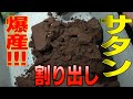 サタンオオカブト卵割り出し