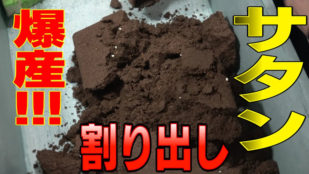 サタンオオカブト卵割り出し!!!