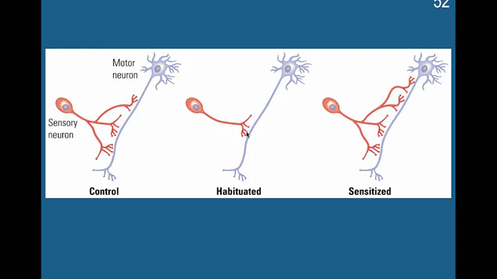 Learning: Habituation & Sensitization