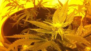 600watt grow