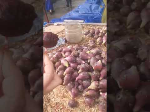 ابنات ان لقيت الكرموس مرض السكر كيتباع في قيسري درب السلطان