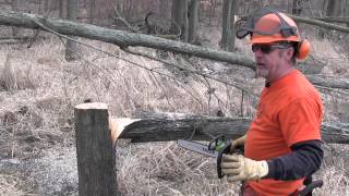 Importance of holding wood when hinge cutting trees for deer habitat. Releasing a suspended tree.