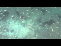 Schools of Tropical Fish by the Pier on Phi Phi Don / Ton Sai Bay - Thailand