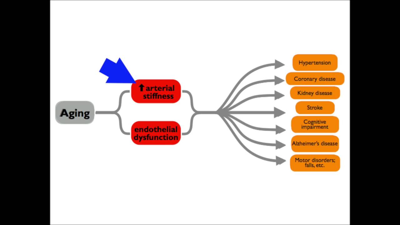 Remarkable Anti-Aging Effects of Aerobic Exercise on Arteries