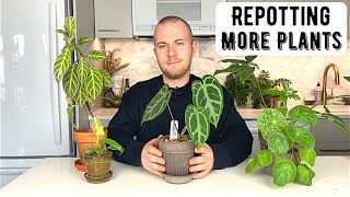 Im Having A Stressful Week So Im Repotting More Houseplants
