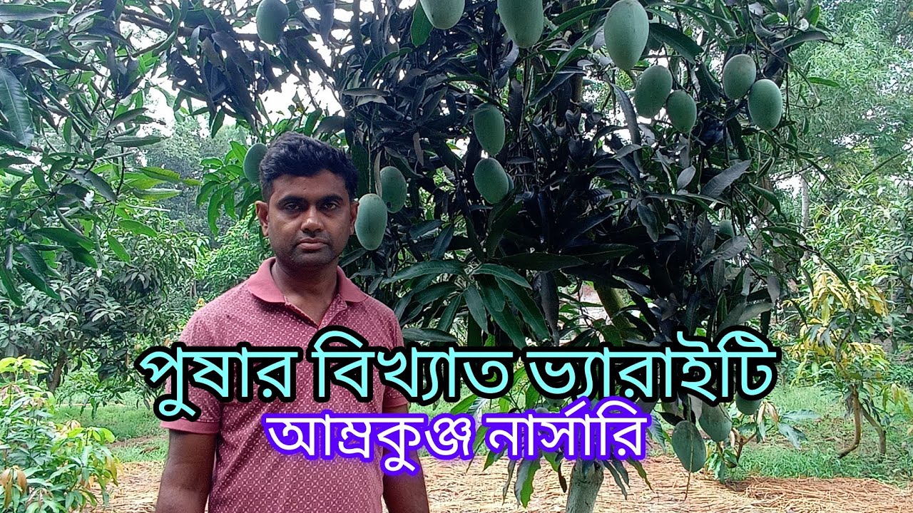 পুষার বিজ্ঞানীদের আবিষ্কৃত বিখ্যাত ভ্যারাইটি। আম্রকুঞ্জ নার্সারি