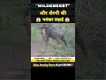 Wildebeest और शेरनी हुए आमने सामने 😱 । animal shorts । #shorts #ytshorts