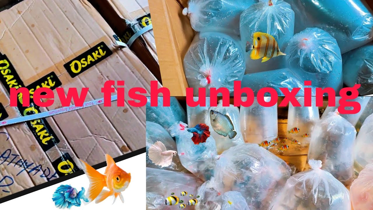 💥 NEW FISH STOCK UNBOXING !! 🔥 SRI SAI Aqua SHOP FISH AQUARIUM🐠🐟🐬 