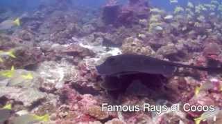 Cocos Island Nov On Okeanos Aggressor Nov 2011