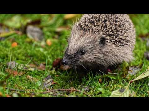 Welche Tiere leben im Wald?