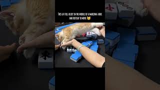 Cat fell asleep in the middle of table and refused to move 😅 #catmemes #cutecats #funnymemes #shorts