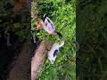 ഒന്നു നടക്കാൻ പോയാലോ| #evening #cousins #cousinsgoals #funnyvideo #kerala #naturelovers #familyvlog