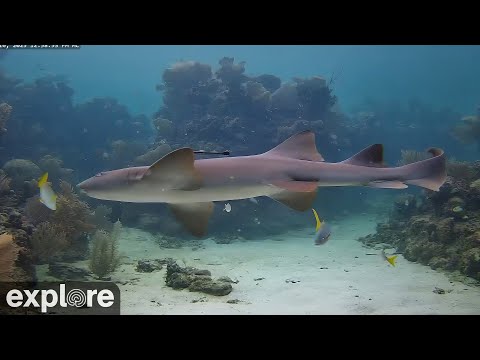 Utopia Village Back Channel Underwater Reef Cams powered by EXPLORE.org