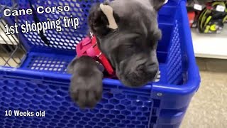 CANE CORSO SHOPPING FOR FIRST TIME | SOCIALIZING 10 week old PUPPY
