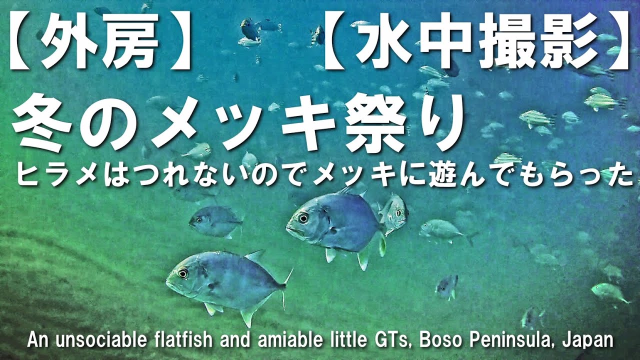 【外房】【水中撮影】 冬のメッキ祭り ヒラメはつれないのでメッキに遊んでもらった