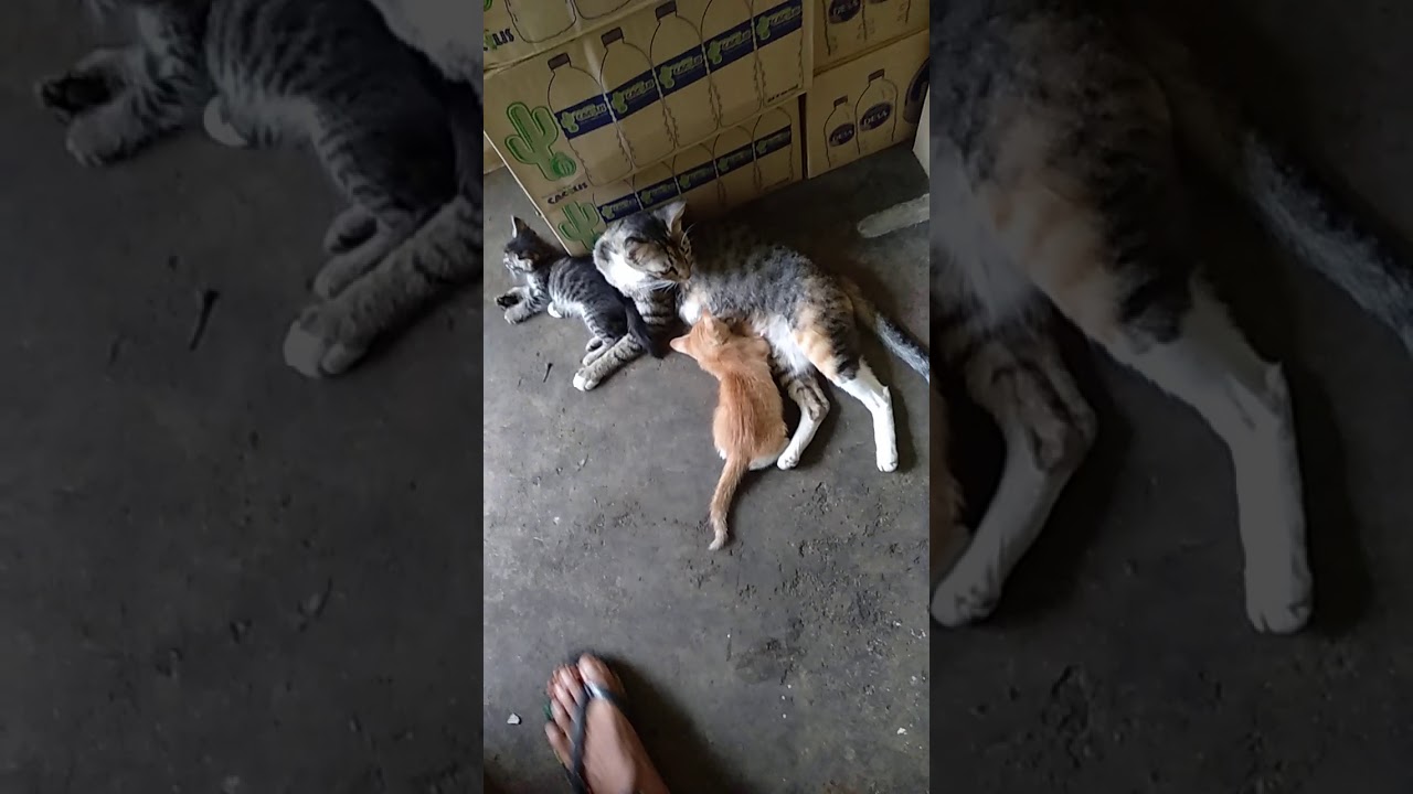 how to feed milk cat বিড়াল ধুদ কিভাবে খাওয়াও 