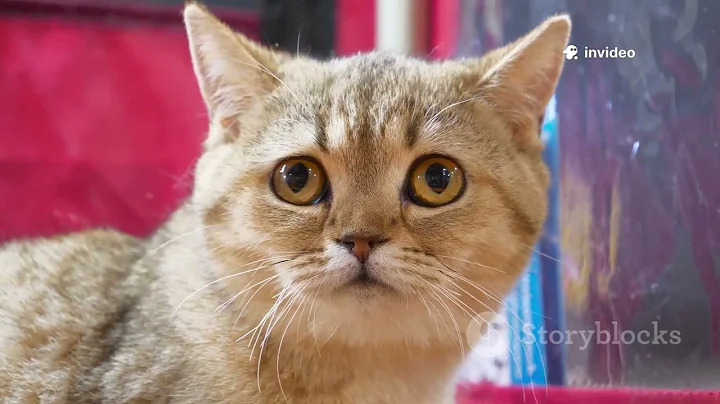 Watch the video about The Enigmatic Pallas's Cat