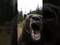Grizzly bear let back into wild 😲🐻                  🎥: Aaron Teasdale via ViralHog