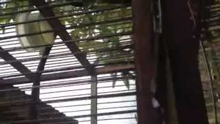 Download Lagu Kicauan Burung plentet suara apa saja02~1 MP3