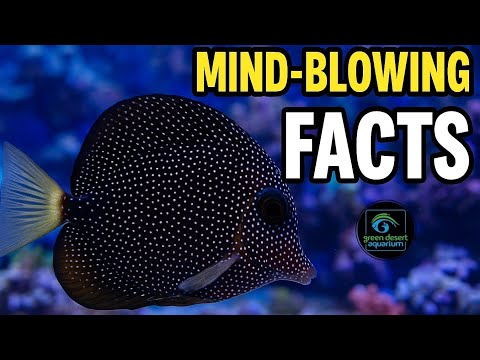 The Ocean’s Rolex – Mind-Blowing Facts About the Gem Tang!